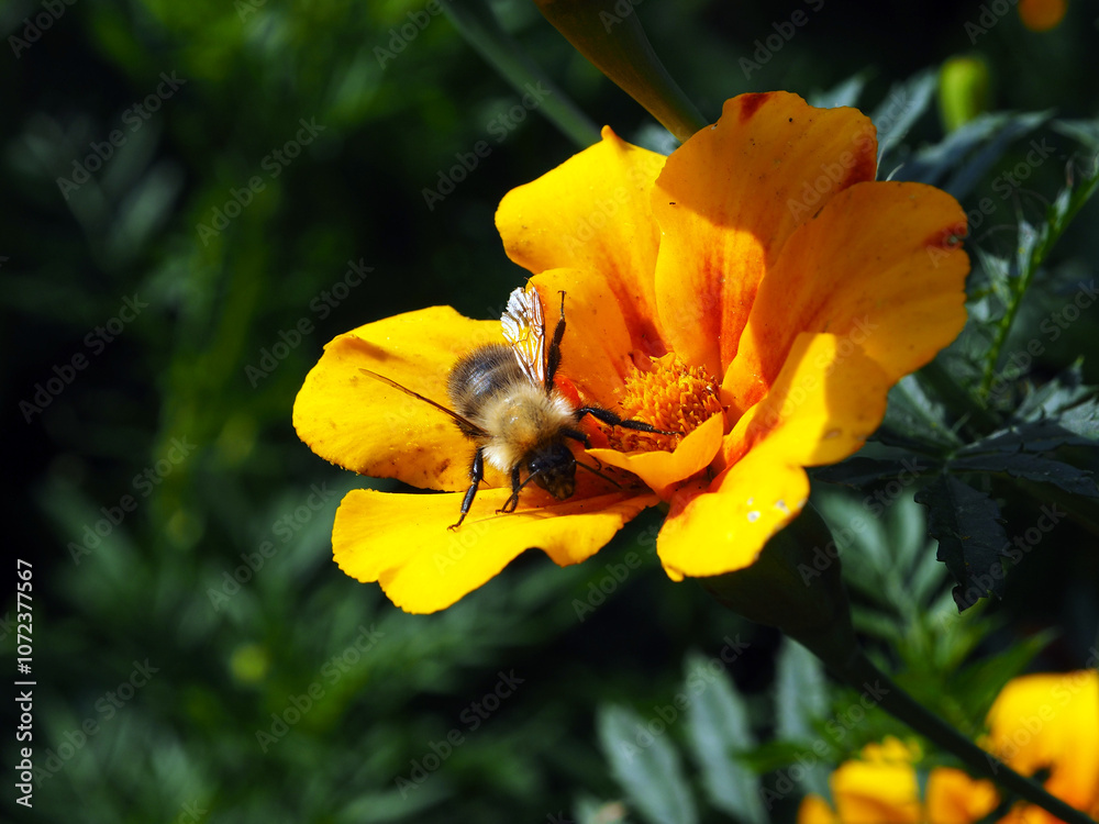 Bee on a flower in the garden. Shallow depth of field.