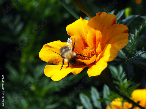 Obraz na płótnie Bee on a flower in the garden. Shallow depth of field. w salonie