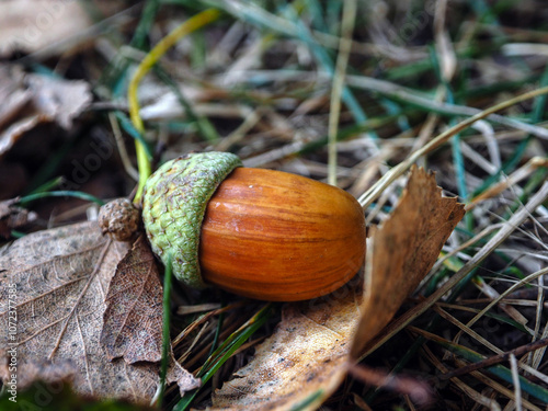 Obraz na płótnie Acorn on the ground in the autumn forest. Close-up. w salonie
