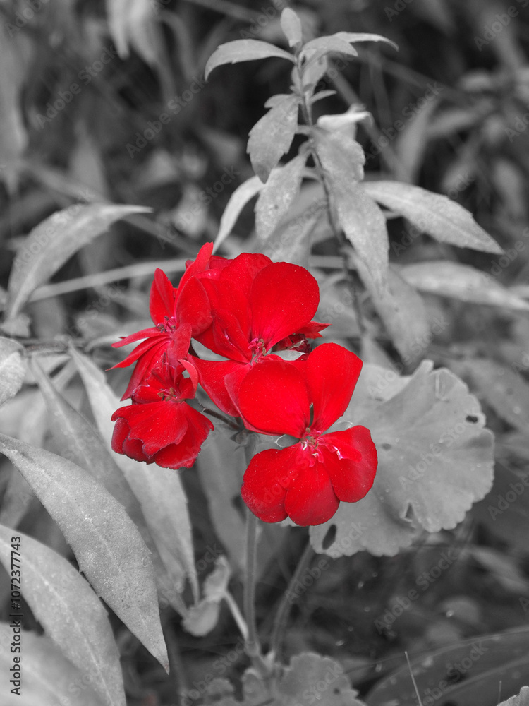 Red geranium flowers in the garden, black and white tone.