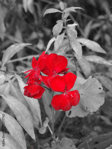 Red geranium flowers in the garden, black and white tone.