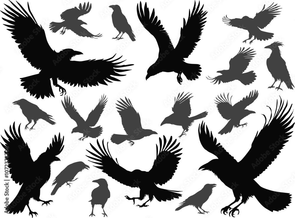 Obraz premium set of eighteen crow silhouettes isolated on white