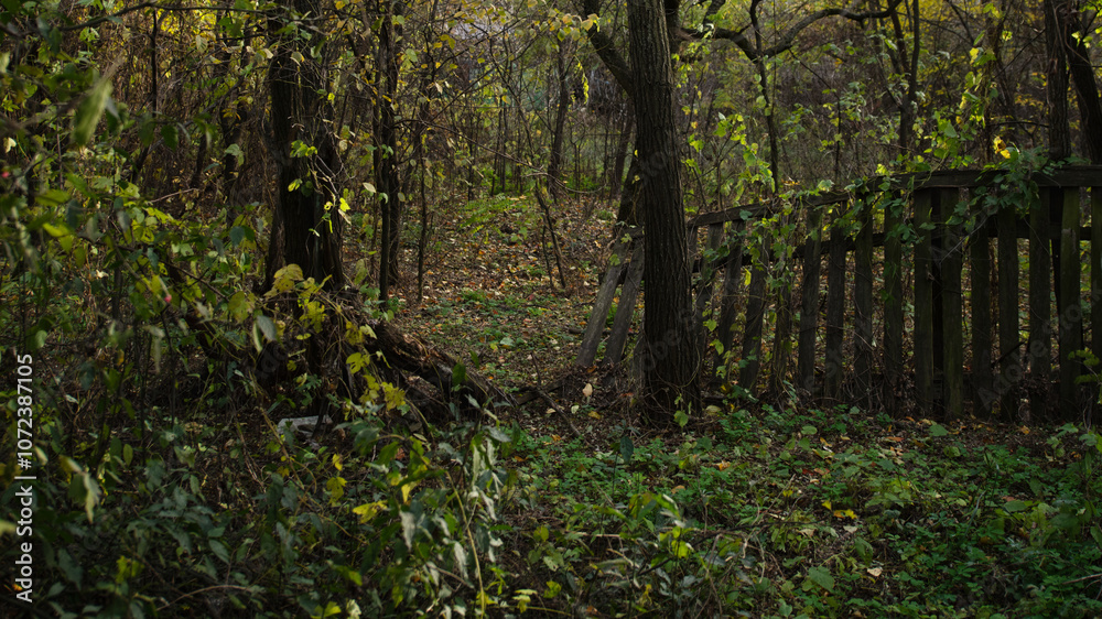 A tranquil wooded area in early autumn features vibrant foliage and a rustic wooden fence. The ground is covered with fallen leaves, creating a peaceful atmosphere A tranquil wooded area in early autumn features vibrant foliage and a rustic wooden fence. The ground is covered with fallen leaves, creating a peaceful atmosphere