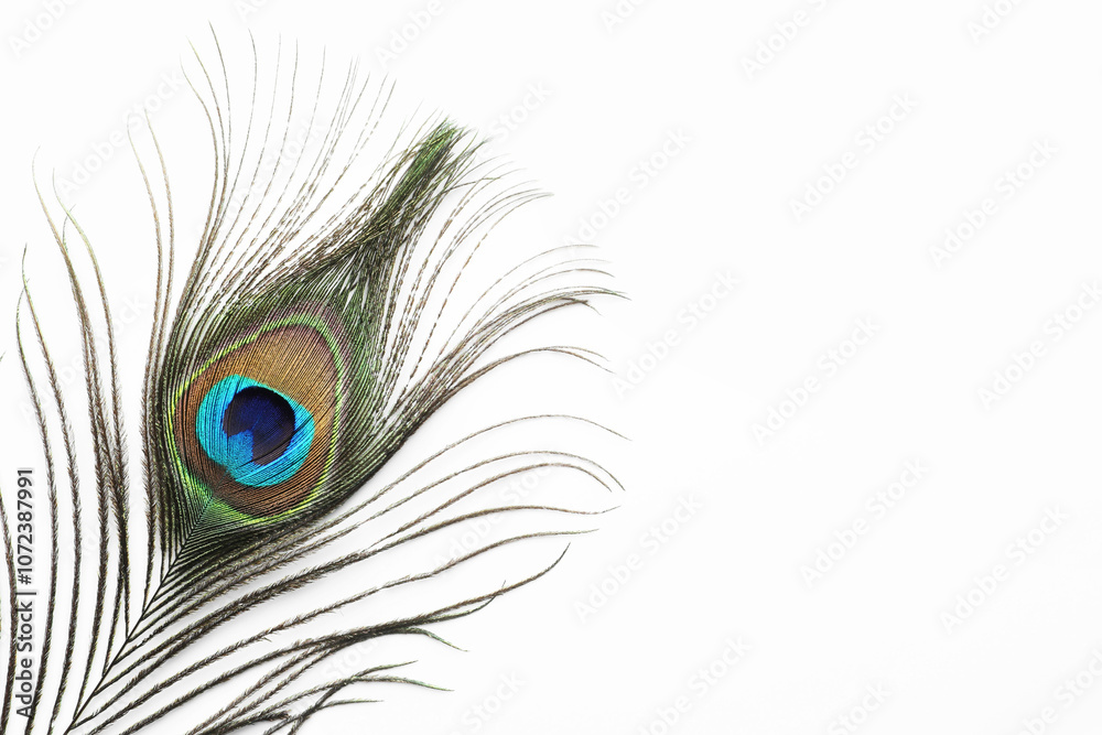 Fototapeta premium One beautiful peacock feather isolated on white