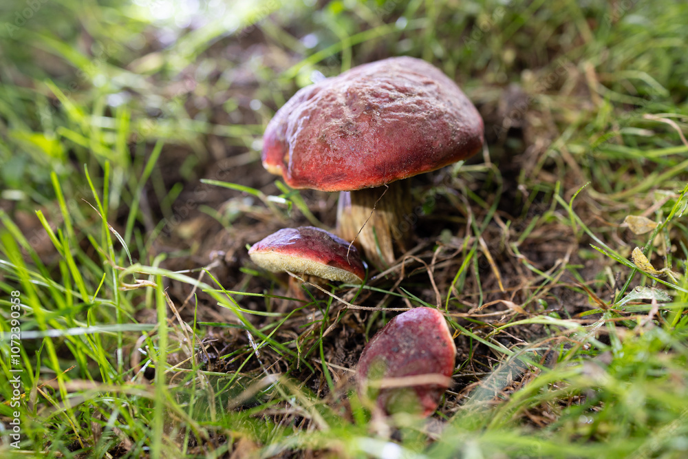 Boletus pinophilus mushroom in the forest in autumn. Boletus pinophilus mushroom in the forest in autumn.
