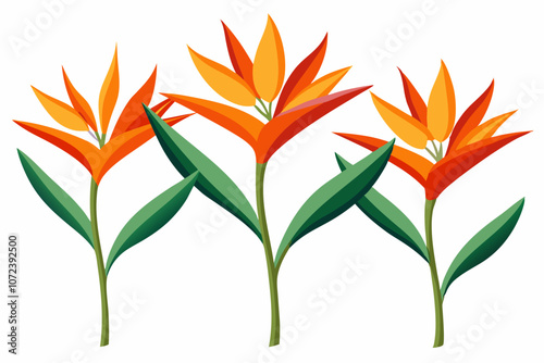 vertical orange bird of paradise flower on a white background photo