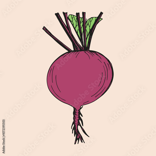 Beet, beetroot sketch outline illustration. Simple doodle drawing in engraving style. Hand drawn vector line art clipart isolated on beige background