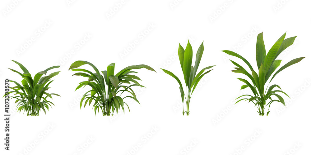 Fototapeta premium Collection of Curculigo plants on transparent background