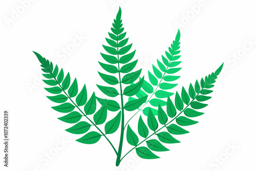 Green fern leaf isolated on the white background