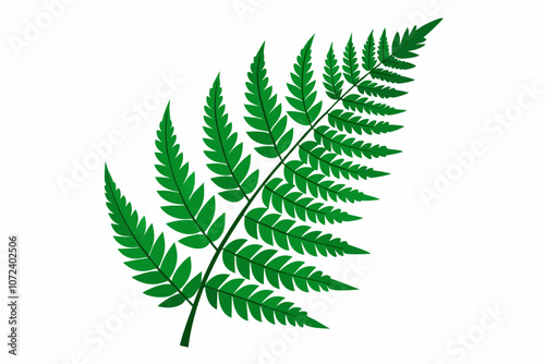 Green fern branch isolated on white background