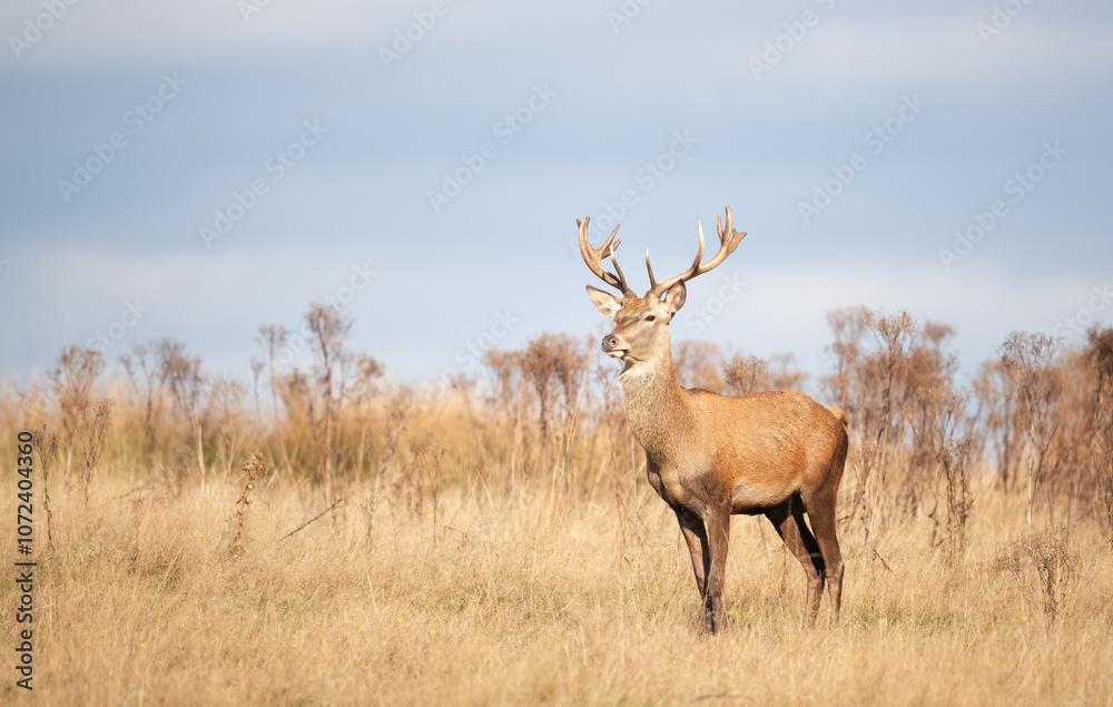 Fototapeta premium Young red deer stag standing in grass during the rut in autumn