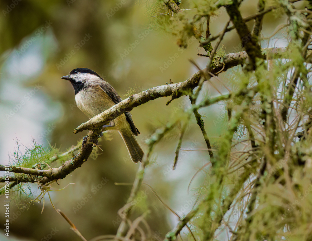 Fototapeta premium Chickadee's Woodland Perch