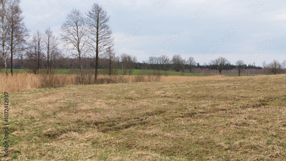 Rural landscape in spring, empty meadow in the foreground, behind which is a reed field with trees on either side, green fields and forest in the background.