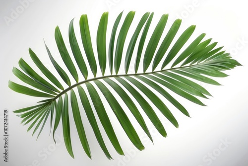 Green coconut palm leaves isolated on white, set