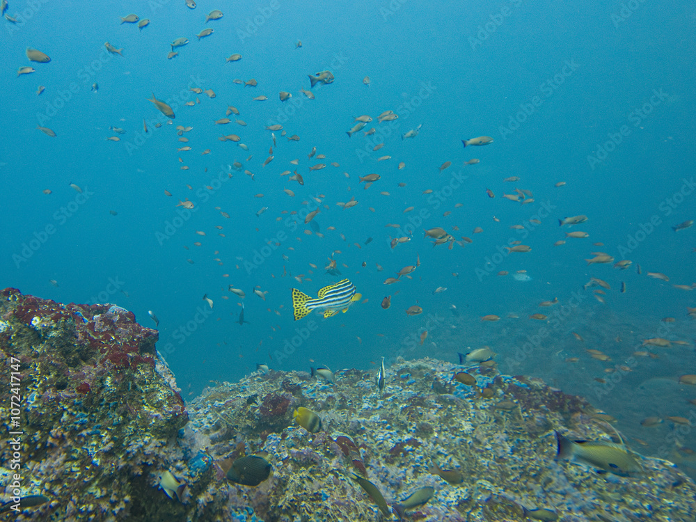 The Indian Ocean oriental sweetlips, also known as the oriental sweetlips or oriental blubber lips, is a species of marine ray-finned fish, a sweetlips belonging to the subfamily Plectorhinchinae