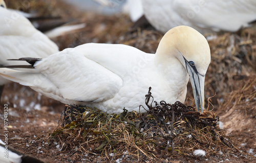 Basstölpel brütet auf Helgoland  photo