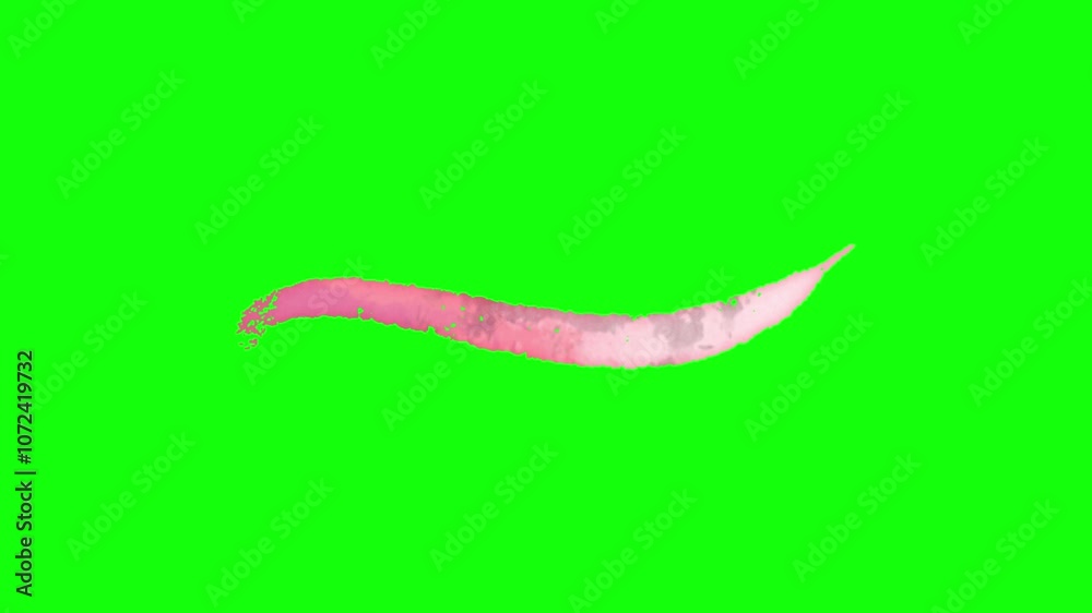 Underline Splash line animation. Hand drawn underline animation, isolated on transparent ...
