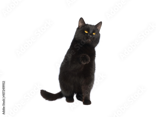 Black cat with raised paw isolated on white background