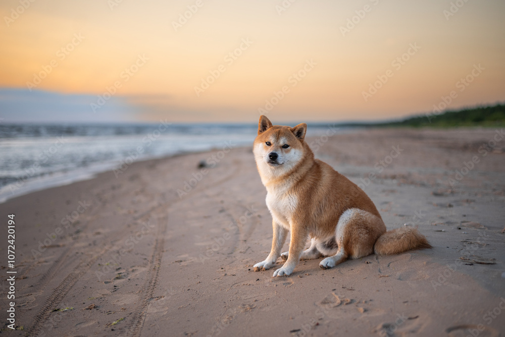 Red shiba inu dog is sitting on the Baltic sea beach during the sunset