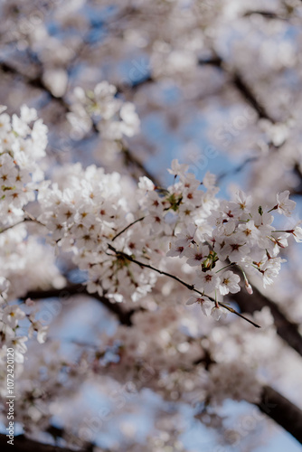 A Beautiful Cherry Blossom Tree Standing Majestically in Full Bloom and Splendor