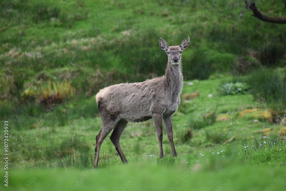biche bien droite dans sa prairie irlandaise biche bien droite dans sa prairie irlandaise