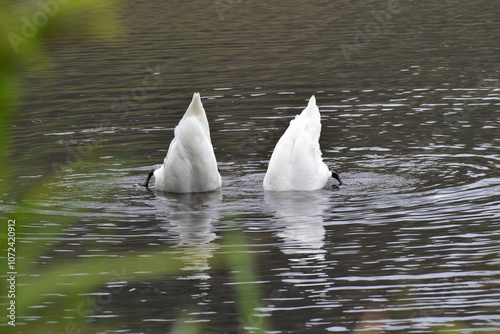 Fototapeta Naklejka Na Ścianę i Meble -  2 cygnes plongeant simultanément