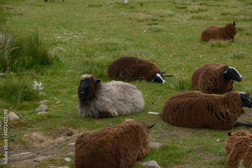 sheep in the field