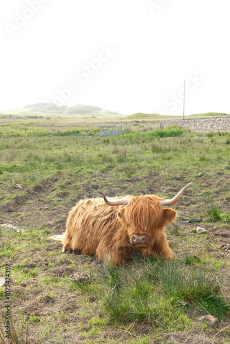 Hamish Scottish Highland Cow in Field in Scotland
