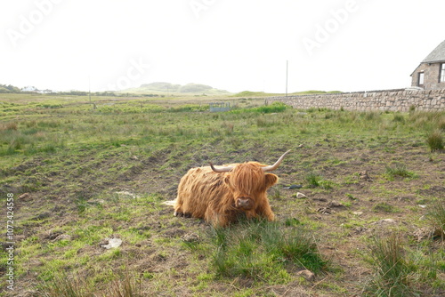 scottish highland cow