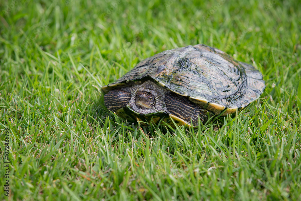 Obraz premium Detalhe de tartaruga de frente com a cabeça escondidas num jardim com grama.