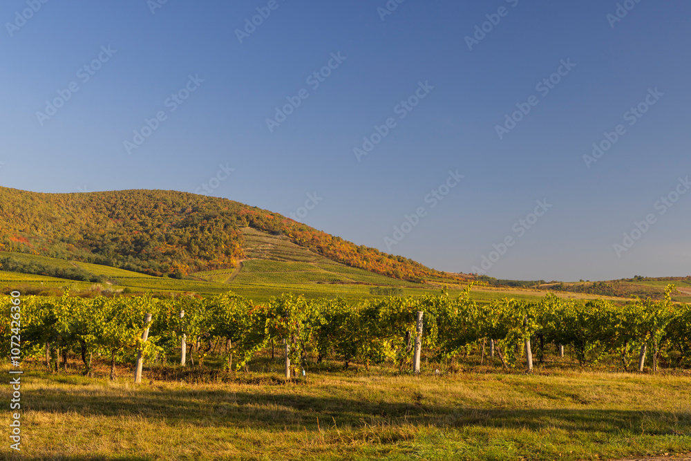 Fototapeta premium Autumn vineyard, Tokaj region, Great Plain and North, Hungary
