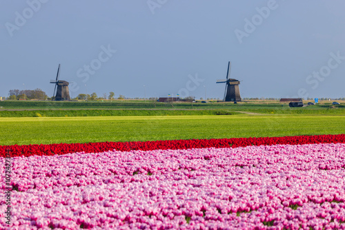 Field of tulips with Ondermolen windmill near Alkmaar, The Netherlands photo