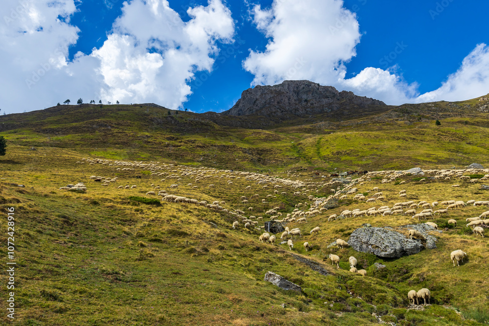 Naklejka premium Sheep in typical landscape near Portillo de Eraize and Col de la Pierre St Martin, Spanish French border in the Pyrenees, Spain
