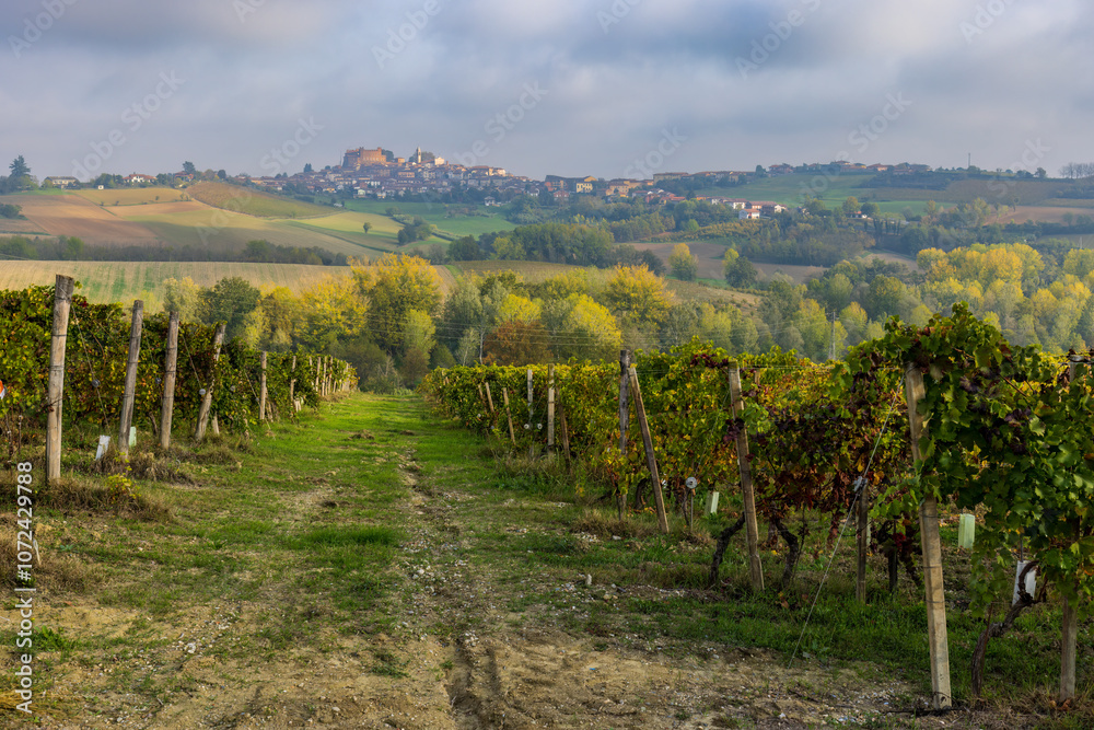 Obraz premium Typical vineyard near Cascina Montalbera and Montemagno Monferrato, Castagnole Monferrato, Piedmont, Italy