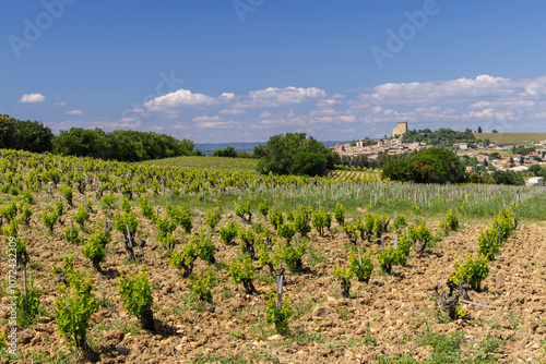 Typical vineyard with stones near Chateauneuf-du-Pape, Cotes du Rhone, France photo