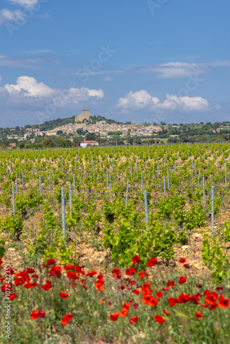 Typical vineyard with stones near Chateauneuf-du-Pape, Cotes du Rhone, France