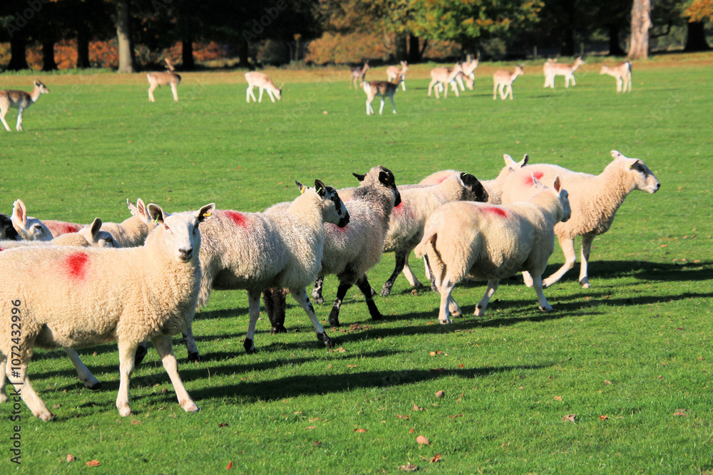 sheep in a field