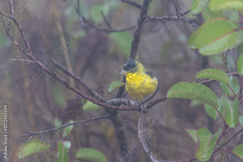 A lesser goldfinch bird in wet fog