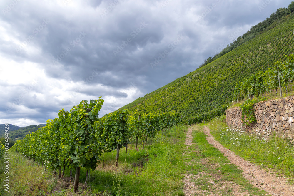 Typical Grand Cru vineyard in Thann, Haut-Rhin, Region Grand Est, Alsace, France Typical Grand Cru vineyard in Thann, Haut-Rhin, Region Grand Est, Alsace, France