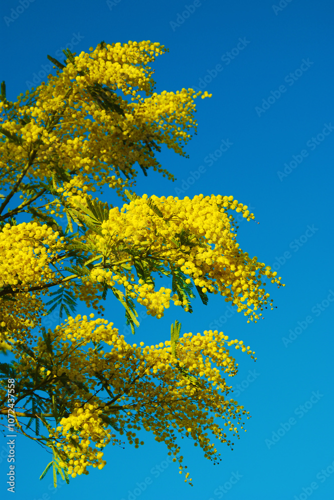 Mimosa, fiorita Mimosa, fiorita