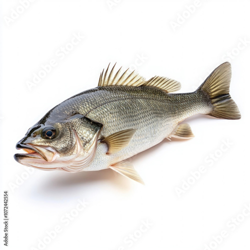 Bass Fish Isolated