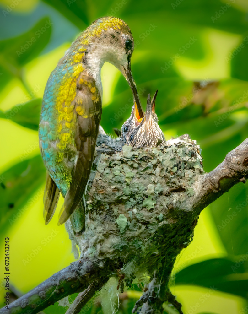 humming bird chick feeding time humming bird chick feeding time