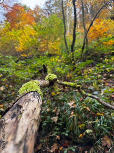 a moss covered branch in the forest