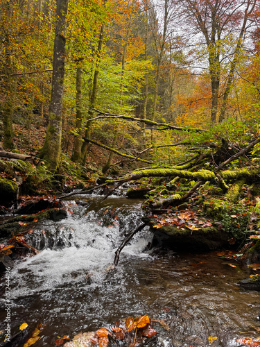 a wild river in the forest