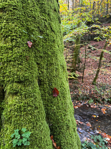 moss covered tree trunk in the forest