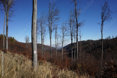 Fototapeta Naklejka Na Ścianę i Meble -  Góry Sowie, Polska