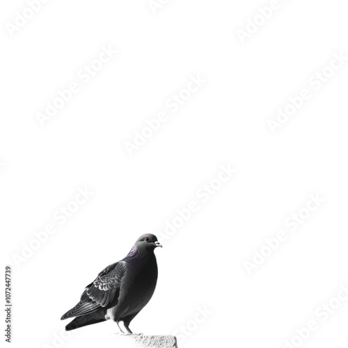 Beautiful Pigeon Standing Isolated on White Background
