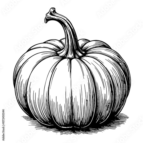 Pumpkin puree ink illustration in black and white
