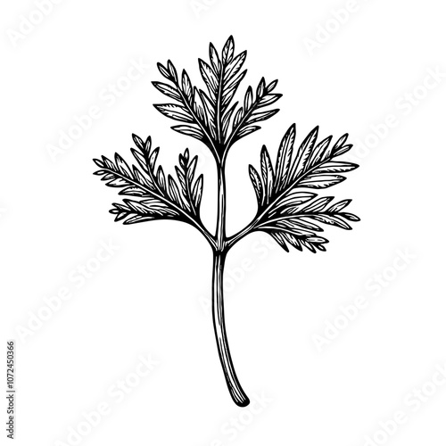 Parsley sprig sketch in black and white ink illustration