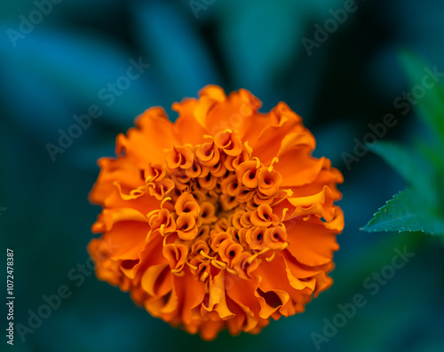 orange flower macro